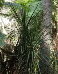 Cordyline stricta