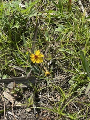 Coreopsis leavenworthii