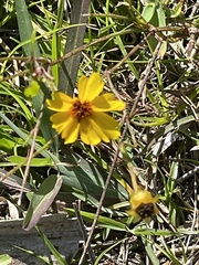 Coreopsis leavenworthii