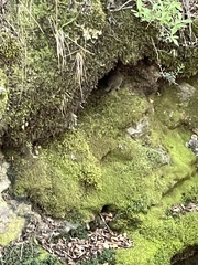 Scytalopus magellanicus