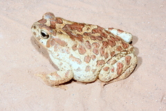 Sclerophrys mauritanica