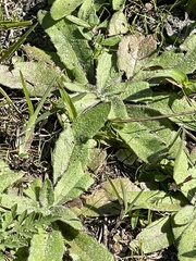 Plantago virginica