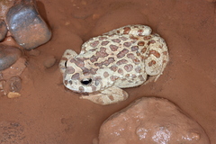 Sclerophrys mauritanica