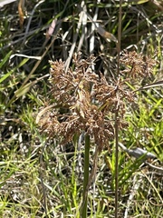 Cyperus surinamensis