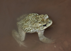 Sclerophrys mauritanica