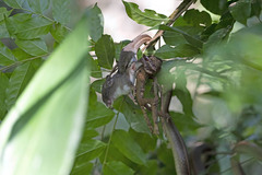 Mastigodryas boddaerti