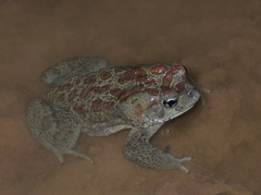 Sclerophrys mauritanica