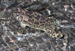 Sclerophrys mauritanica