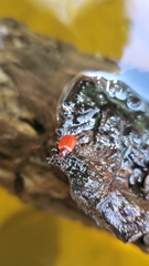 Lilioceris merdigera