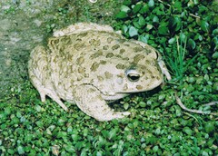 Sclerophrys mauritanica