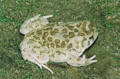 Sclerophrys mauritanica