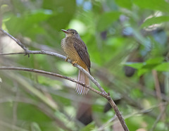 Onychorhynchus coronatus