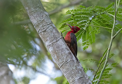 Campephilus rubricollis