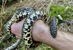 Lampropeltis holbrooki