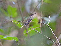 Phaethornis superciliosus
