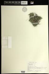 Selaginella rupestris