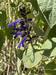 Salvia concolor