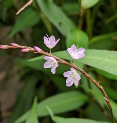 Persicaria odorata