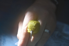 Chlorodrepanis stejnegeri