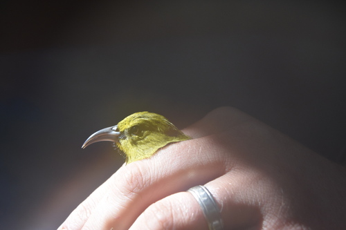 Kauai Amakihi (Chlorodrepanis stejnegeri), photo 7