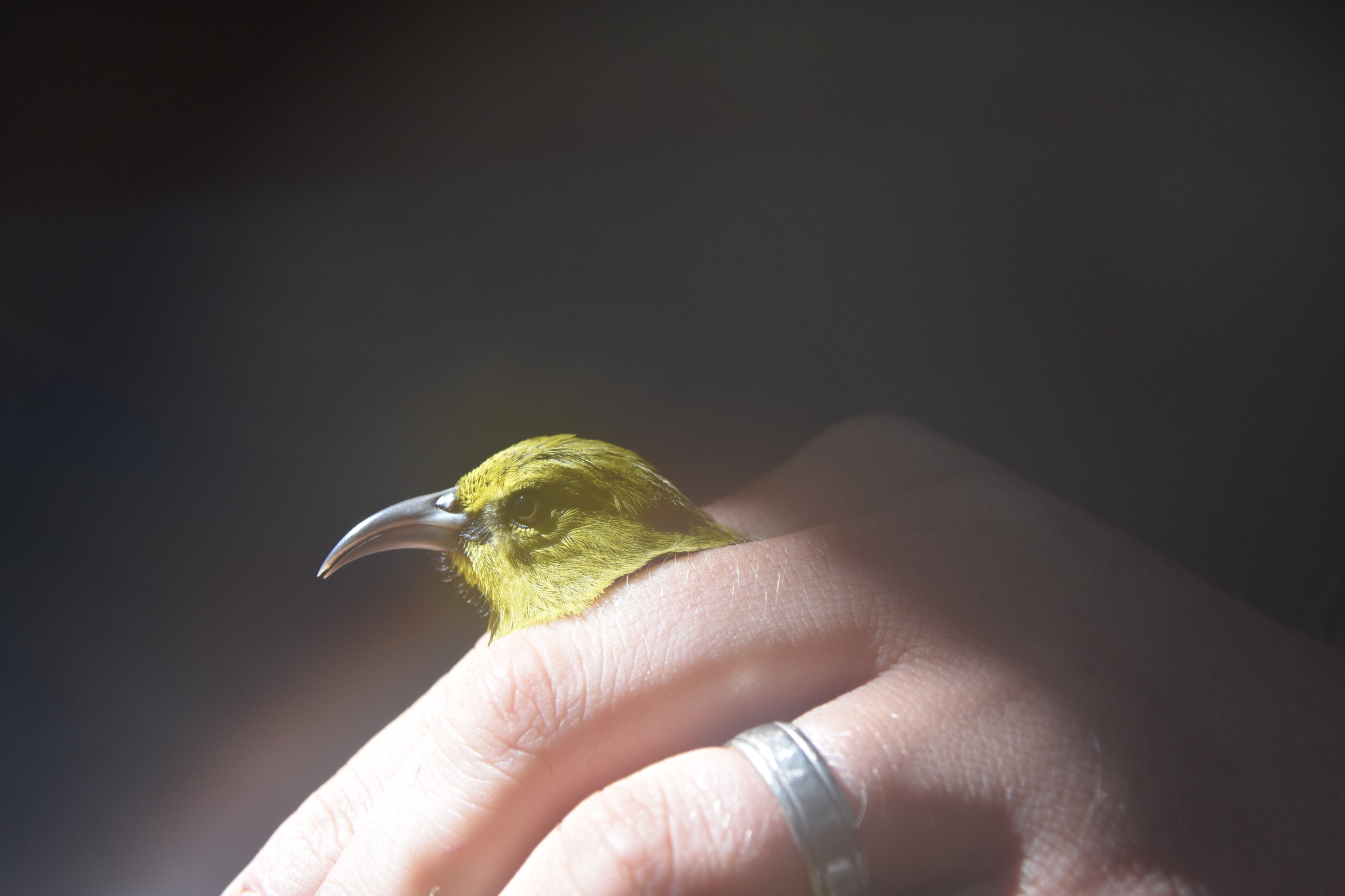 Kauai Amakihi (Chlorodrepanis stejnegeri), photo 7