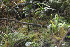 Chasiempis sclateri