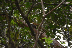 Cheirodendron trigynum