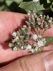 Ageratina petiolaris