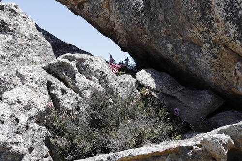 Rockdweller Heath (Erica modesta)