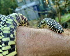 Lampropeltis holbrooki