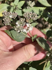 Ageratina petiolaris