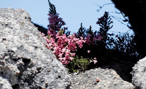 Image of Erica modesta by (c) Tony Rebelo, some rights reserved (CC BY-SA)