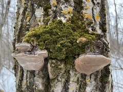 Phellinus