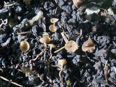 Sclerotinia