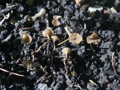Sclerotinia