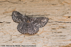 Mictoschema tuckeri