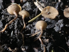 Sclerotinia