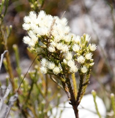 Brunia paleacea