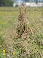 Schizachyrium spicatum