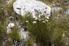 Brunia paleacea