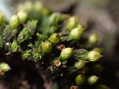 Orthotrichum anomalum