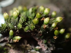 Orthotrichum anomalum