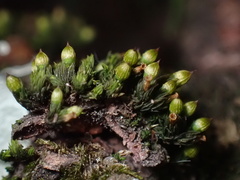 Orthotrichum anomalum