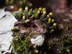 Orthotrichum anomalum