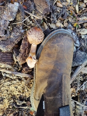 Leucoagaricus americanus