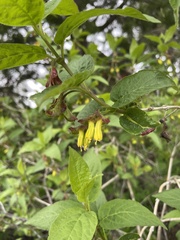 Lonicera involucrata involucrata