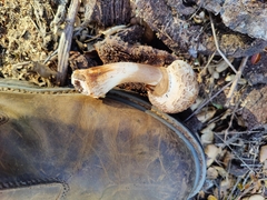 Leucoagaricus americanus