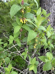 Lonicera involucrata involucrata