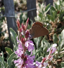 Satyrium esculi