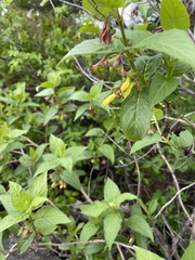 Lonicera involucrata involucrata